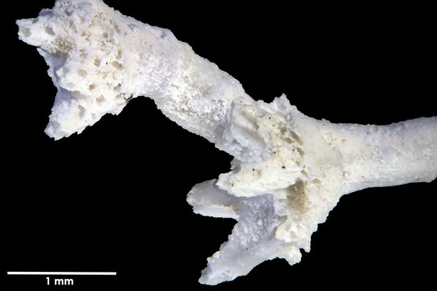 Senckenberg, Bryozoa, Bryozoen, Moostierchen, Sammlung Voigt