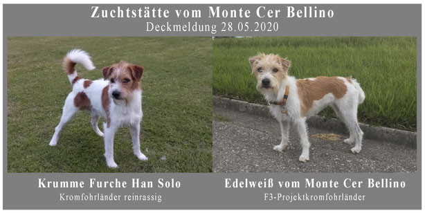 Deckmeldungen Unserer Zuchter Die Gesundheit Des Kromfohrlanders Liegt Uns Am Herzen Seriose Kromfohrlanderzucht