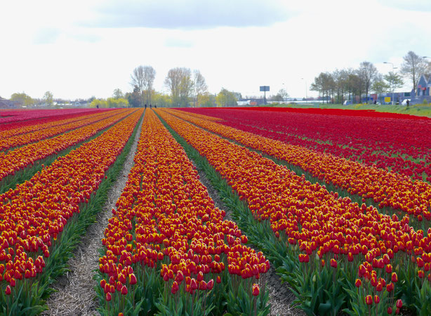 Holland Tulpenfelder bei Lisse