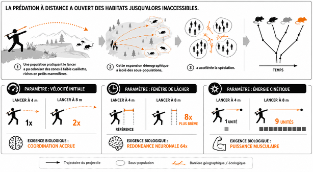 La prédation à distance et son évolution