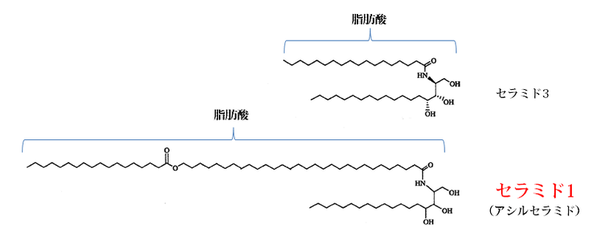 超長鎖脂肪酸　セラミド