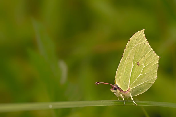 zitronenfalter, schmetterling, frühling, insekt, natur