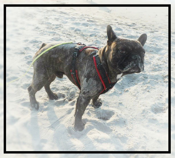 Unser Kostas das erste mal am Meer....