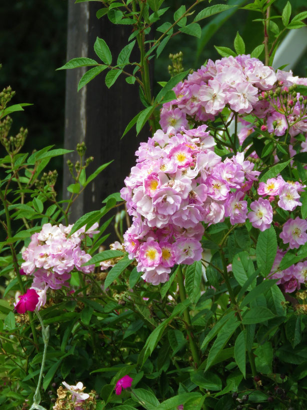 Rose Donaunymphe während der Blüte.