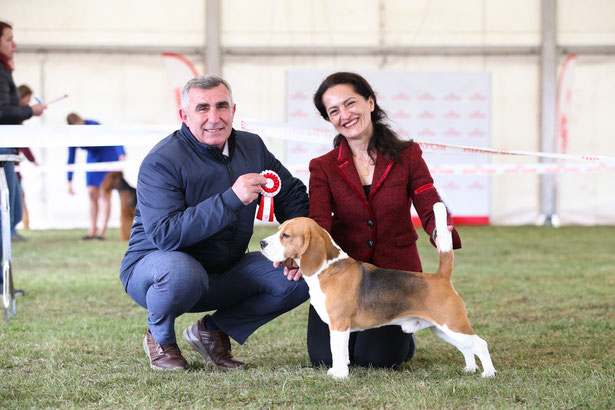 Czarnowsky, Czarnowsky-beagle, Little King Arthur, Bagio Boss Gintarine Fortuna * Lord James *, Czarnowsky , Beagle, Beagle, Beagle, Beagle, Beagle, best,  Stud dog, Beagle Star