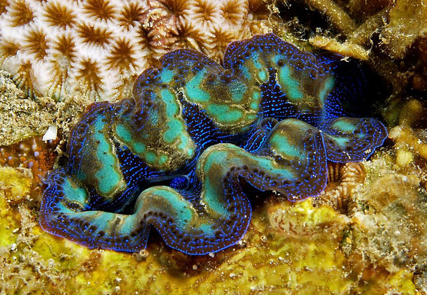 tridacna maxima of doopvontschelp