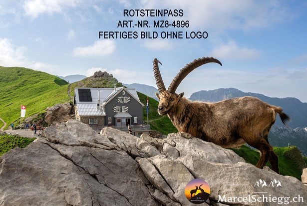 Rotsteinpass, Bilder Schweizer Alpen, Alpenfotografie, Bilder Alpstein, Alpsteinbilder, Steinbock Bilder