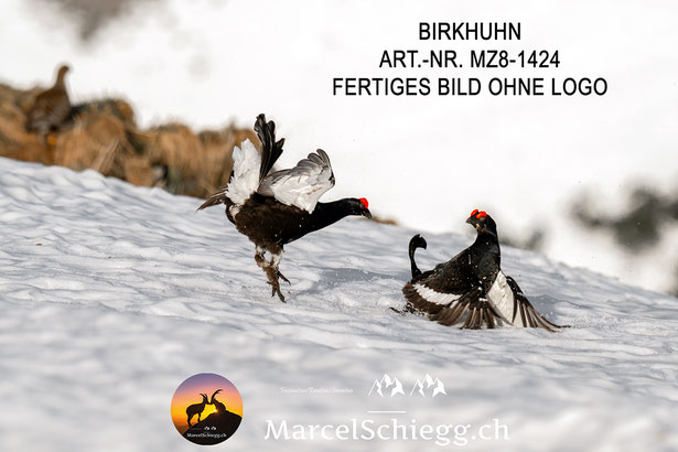 Birkhuhn Balz, Birkhuhn, Birkhuhn Bilder, Birkhahn