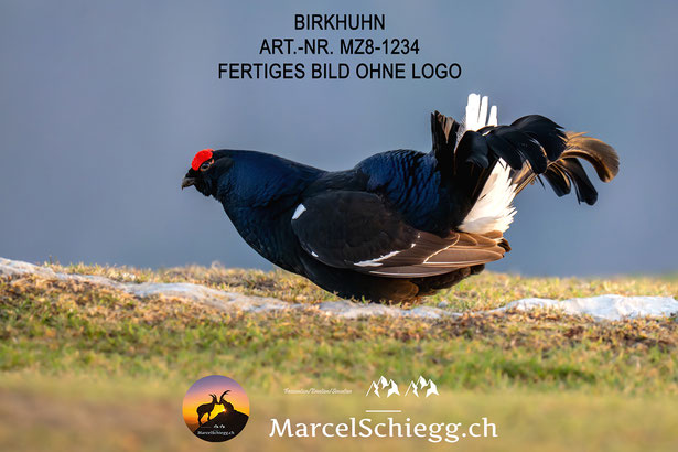 Birkhuhn Balz, Birkhuhn, Birkhuhn Bilder, Birkhahn