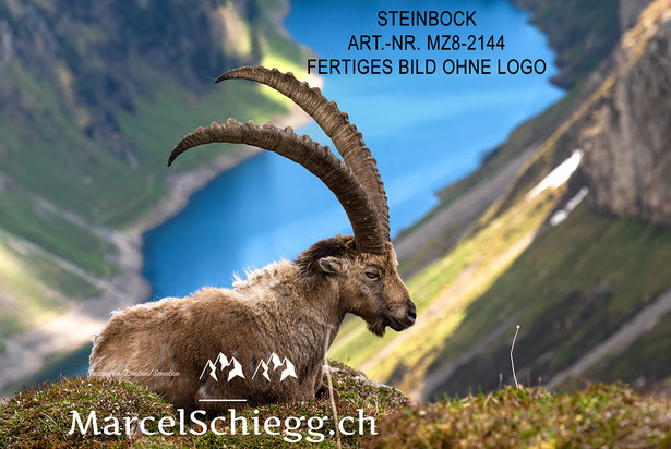 Steinbock, Steinböcke, Alpensteinbock, Alpstein
