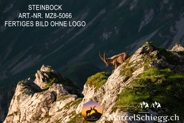 Steinbock, Steinböcke, Alpensteinbock, Marcel Schiegg