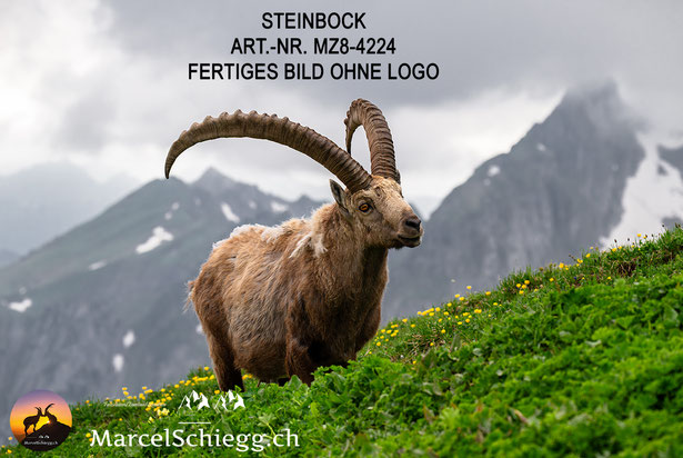 Steinbock, Steinböcke, Alpensteinbock, Steinbock Bilder, Schweizer Alpen, Alpstein Bilder