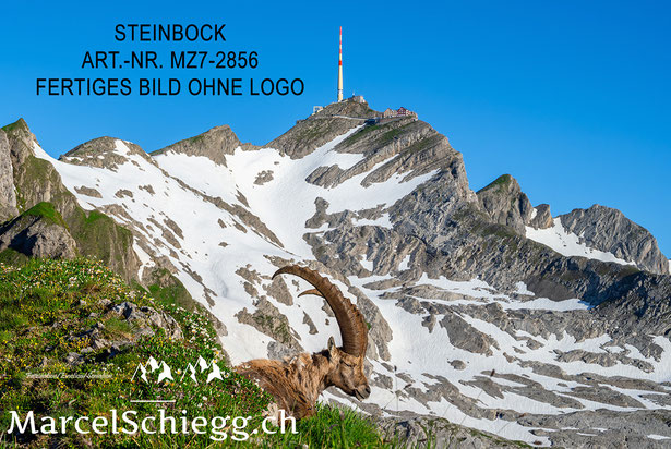 Säntis, Alter Säntis, Steinbock, Säntis der  Berg