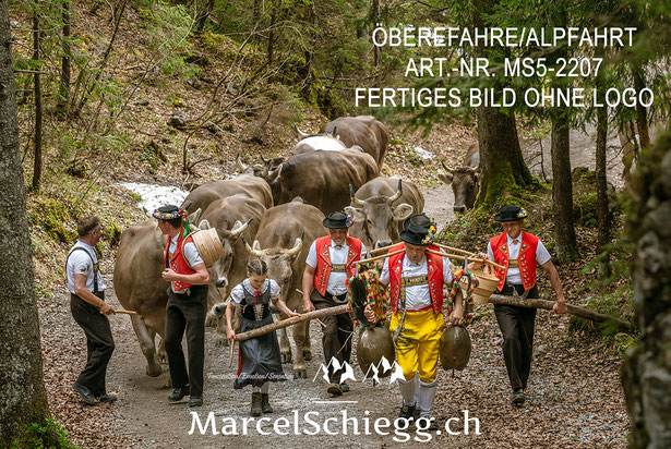 Leinwandbild-Öberefahre, Appenzeller Tradition, Öberefahre, Alpaufzug, Marcel Schiegg