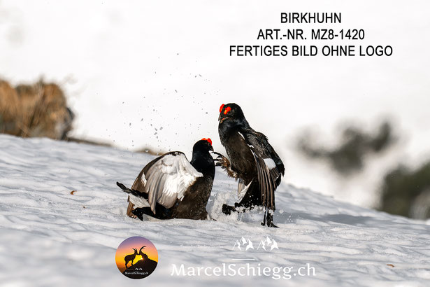 Birkhuhn Balz, Birkhuhn, Birkhuhn Bilder, Birkhahn