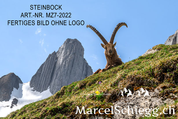 Steinbock, Steinböcke, Alpensteinbock, Alpstein