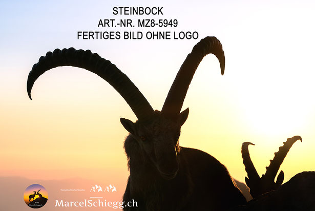 Steinbock, Steinböcke, Alpensteinbock, Steinbock Bilder, Schweizer Alpen, Alpstein Bilder