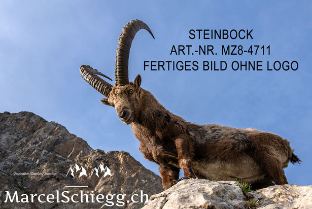 Steinbock, Steinböcke, Alpensteinbock, Alpstein