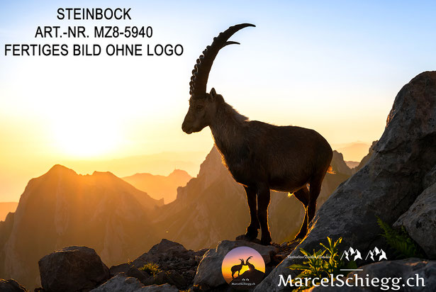 Steinbock, Steinböcke, Alpensteinbock, Steinbock Bilder, Schweizer Alpen, Alpstein Bilder