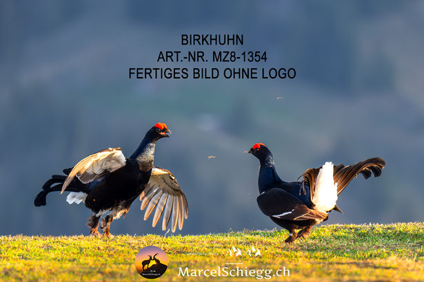 Birkhuhn Balz, Birkhuhn, Birkhuhn Bilder, Birkhahn