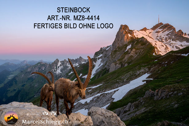 Steinbock, Steinböcke, Alpensteinbock, Wandbilder Steinböcke