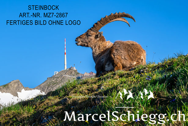 Säntis, Alter Säntis, Steinbock, Säntis der  Berg