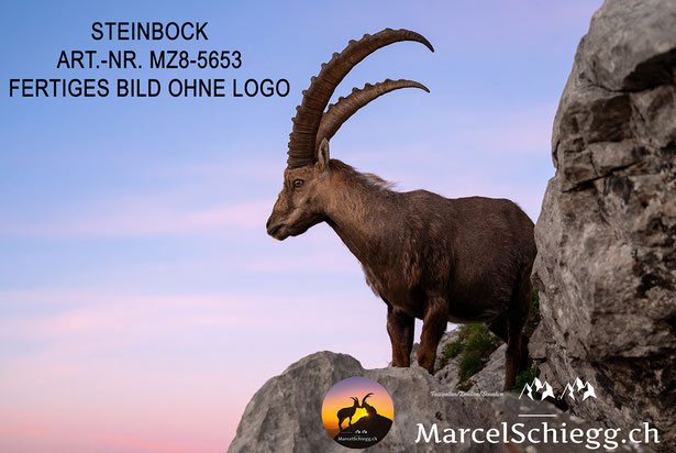 Steinbock, Steinböcke, Alpensteinbock, Steinbock Bilder, Schweizer Alpen, Alpstein Bilder