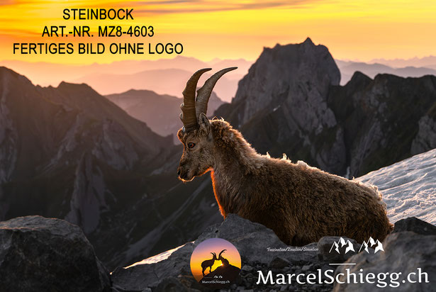 Steinbock, Steinböcke, Alpensteinbock, Steinbock Bilder, Schweizer Alpen, Alpstein Bilder