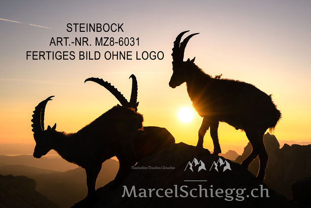 Steinbock, Steinböcke, Alpensteinbock, Alpstein
