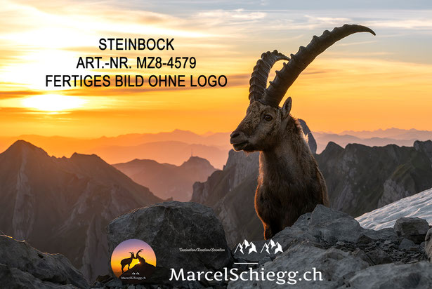 Steinbock, Steinböcke, Alpensteinbock, Wandbild Steinbock