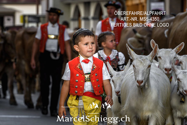 Appenzeller Ziegen, Brauchtum, Tradition