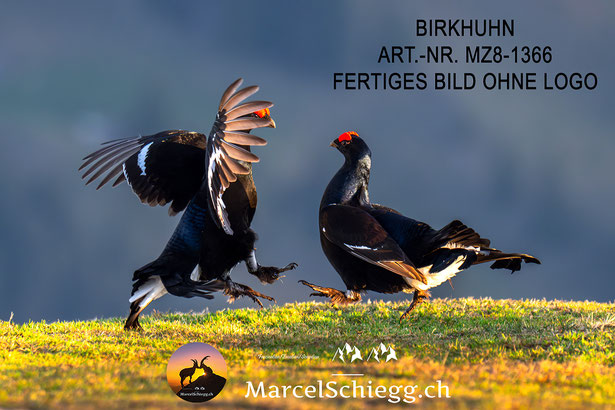 Birkhuhn Balz, Birkhuhn, Birkhuhn Bilder, Birkhahn