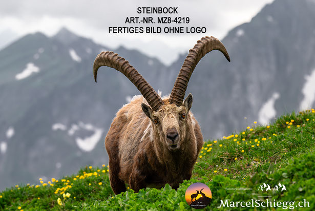 Steinbock, Steinböcke, Alpensteinbock, Steinbock Bilder, Schweizer Alpen, Alpstein Bilder
