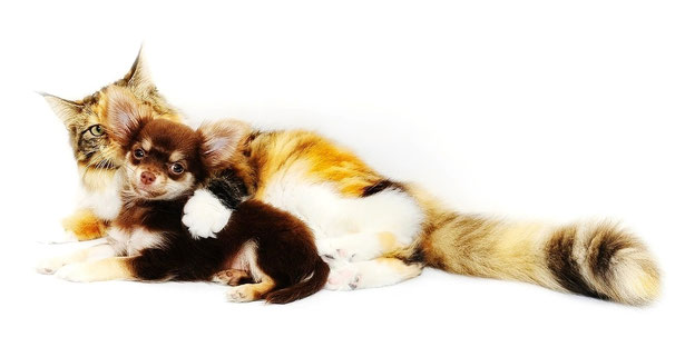 Motiv von Pixabay: Katze und Hund liegen beisammen. 