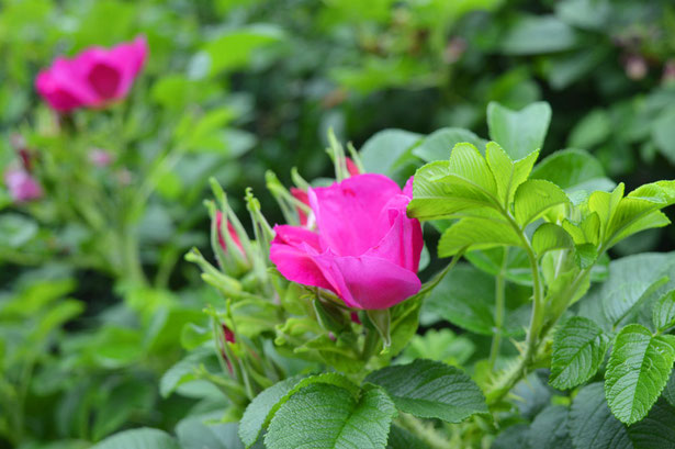 Zeitlos an der Sieg, Garten