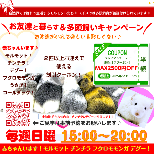 期間限定お迎えキャンペーン｜ときどきペットショップ｜モルモットとチンチラとフクロモモンガの小さな家