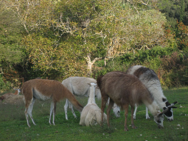 les lamas dans le pré à l'automne