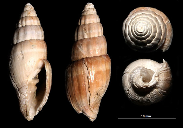 Vexillum ebenus, Macchia della Turchina (Monteromano, VT)