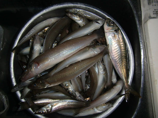 鹿浜・松陽丸で白鱚釣り_2