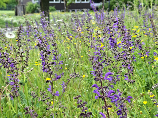 Wiesensalbei-Glatthaferwiese Foto: J. Essig