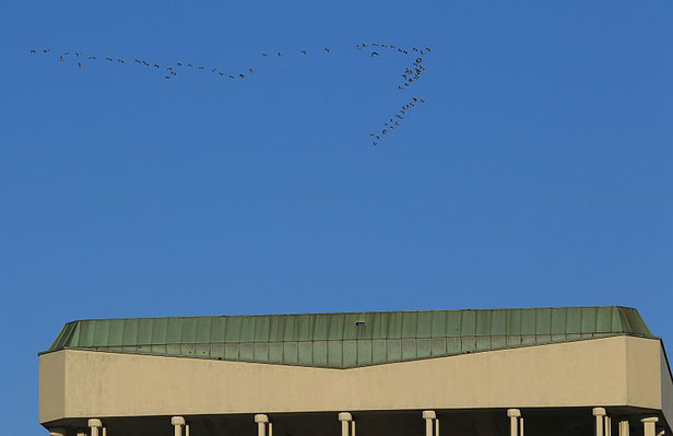 Kraniche im Flug über dem Marler Rathaus