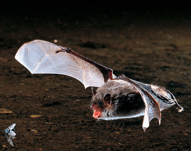 Foto: Wasserfledermaus, Dietmar Nil, NABU Netz