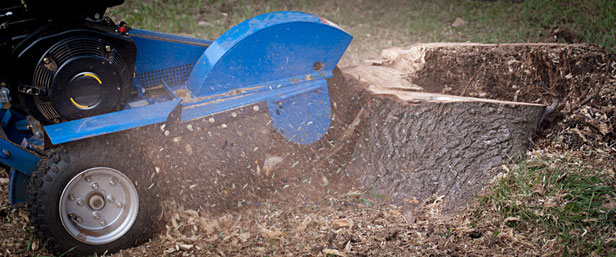 Tree Stump Grinding Worcester