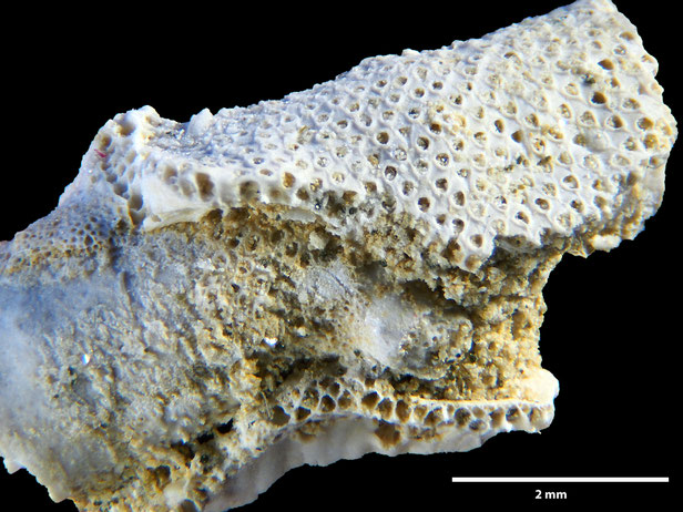 Senckenberg, Bryozoa, Bryozoen, Moostierchen, Sammlung Voigt