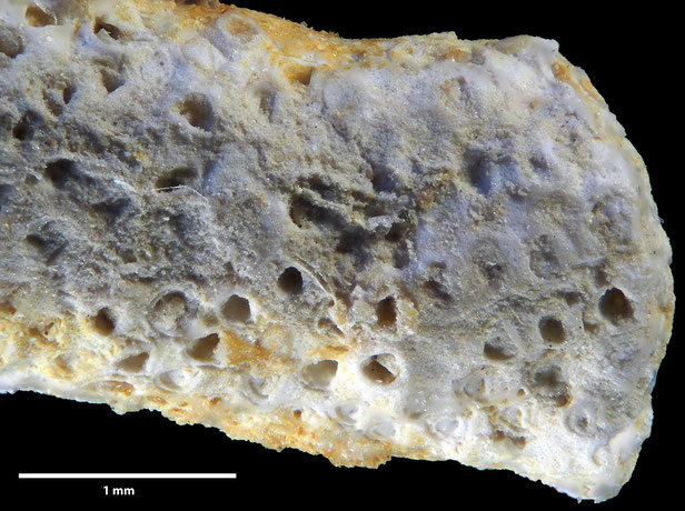 Senckenberg, Bryozoa, Bryozoen, Moostierchen, Sammlung Voigt