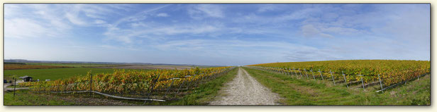 Weinberg der Wolkenberg GmbH im Tagebau Welzow Süd