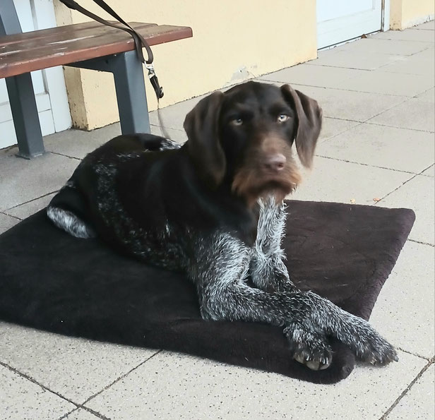 Nele vom Fasanenluch