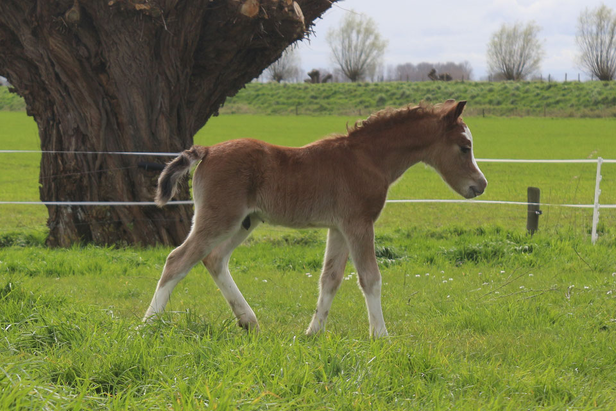 Oostdijk's Ceridwen Mellrynn at 3 days old