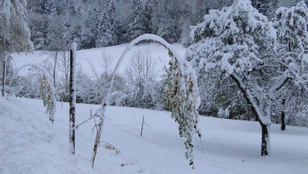 Foto: Hans Weiss, Flawil