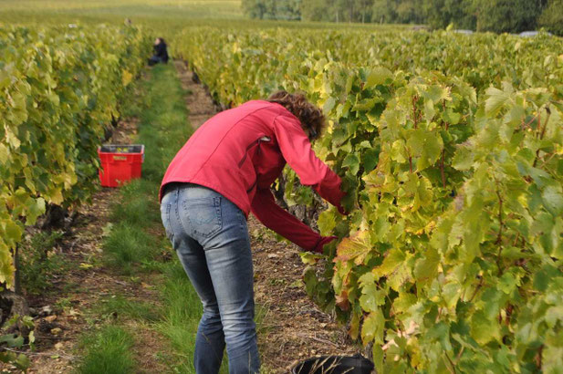 hand-harvest-workshop-Loire-Valley-vineyard-Amboise-Tours-Vouvray-wine-tours-wine-tastings